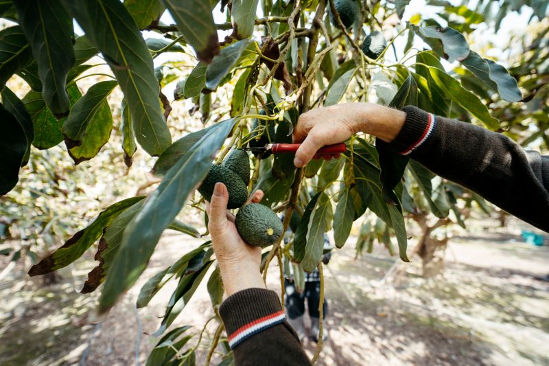 Bradford Pear Tree Pruning in San Jose, CA