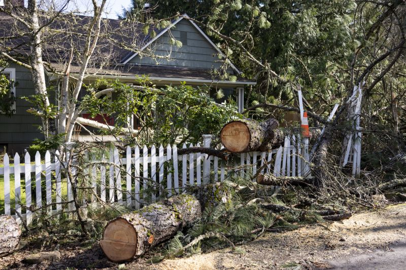 Maple Tree Removal in Reno, NV