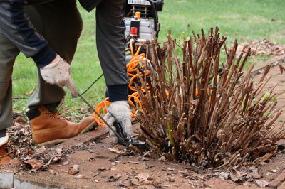 Bush Removal
